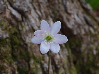Anemone species (Hepatica) - Flower Tinged with Lavender