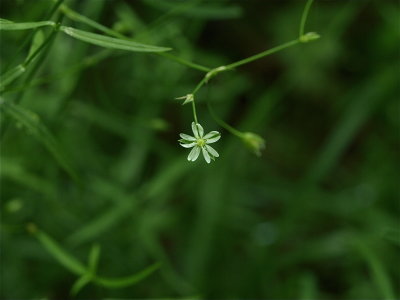 Stellaria longifolia (Long-Leaved Stitchwort)