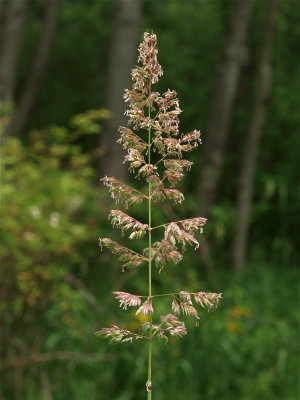 Phalaris arundinacea (Reed Canary Grass)