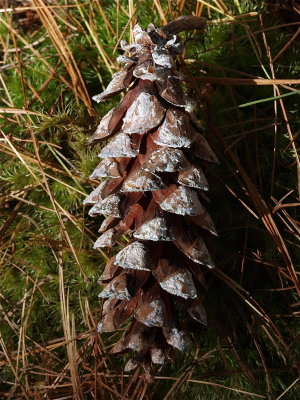 Pinus strobus (White Pine - Female Cone)