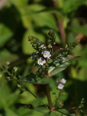Veronica anagallis-aquatica (Water Speedwell)