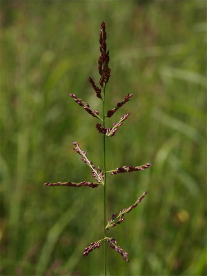 Coleataenia longifolia (Long-Leaved Panic Grass)
