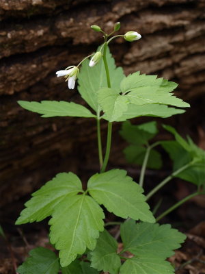 Cardamine maxima (Large Toothwort)
