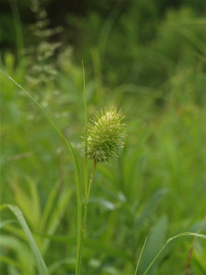 Carex squarrosa (Squarrose Sedge)
