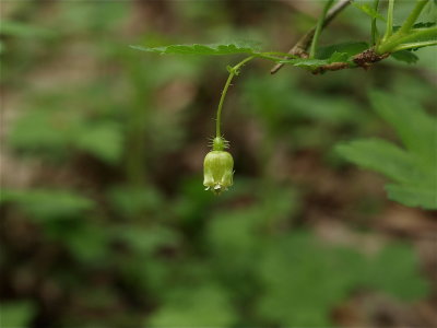 Ribes cynosbati (Prickly Gooseberry)
