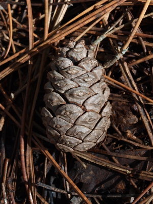 Pinus resinosa (Red Pine)