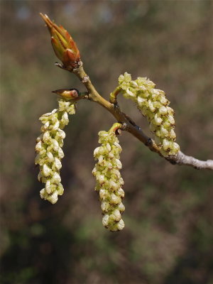 Populus deltoides (Eastern Cottonwood) - Female Flowers