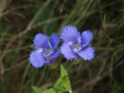 Gentianopsis crinita (Fringed Gentian) - Close View