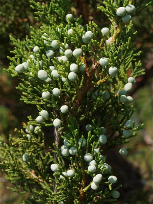 Juniperus virginiana (Eastern Red Cedar)