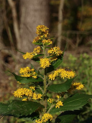 Solidago rugosa (Rough-Stemmed Goldenrod)