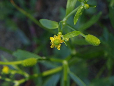 Ranunculus sceleratus (Cursed Buttercup)