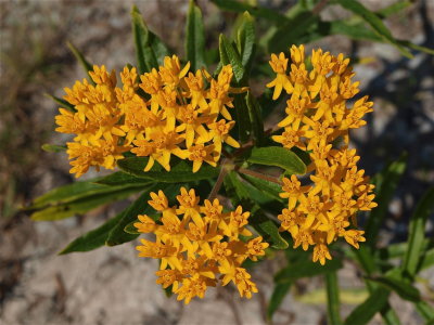 Asclepias tuberosa (Butterfly Milkweed) - Yellow Flowers
