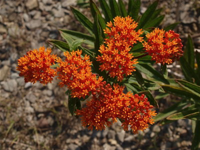 Asclepias tuberosa (Butterfly Milkweed) - Orange Flowers