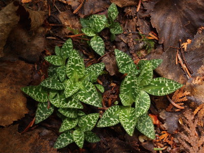 Goodyera repens (Dwarf Rattlesnake-Plantain)