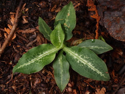 Goodyera oblongifolia (Green-Leaved Rattlesnake-Plantain)