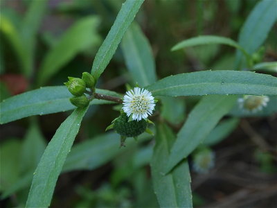 Eclipta prostrata (False Daisy)