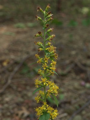 Solidago squarrosa (Stout Goldenrod)