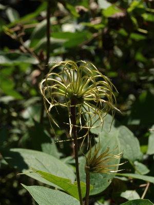 Clematis viorna (Leatherflower)