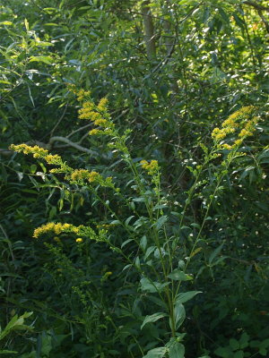 Solidago patula (Rough-Leaved Goldenrod)