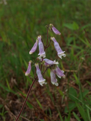 Penstemon hirsutus (Hairy Beardtongue)