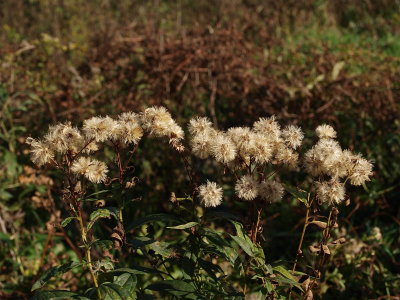 Doellingeria umbellata (Flat-Topped Aster)