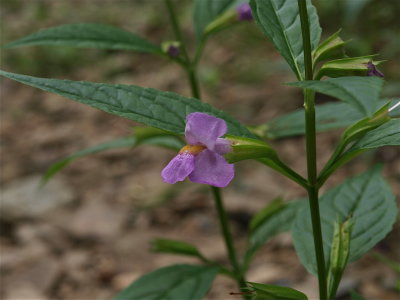 Mimulus alatus (Winged Monkey-Flower)