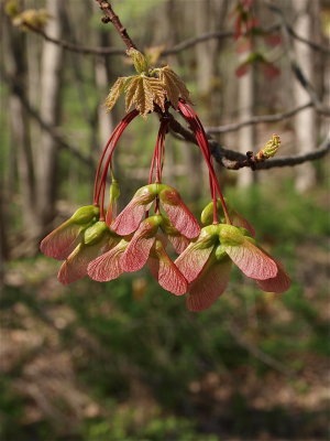 Acer rubrum (Red Maple)