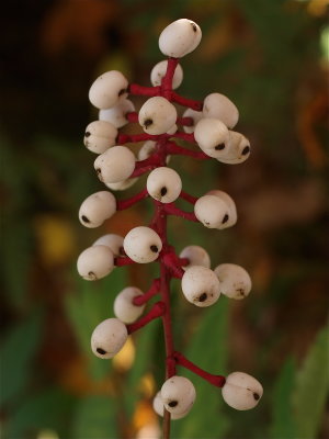 Actaea pachypoda (White Baneberry)