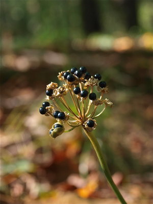 Allium tricoccum (Wild Leek)