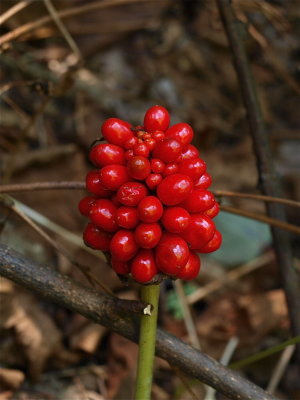 Arisaema triphyllum (Jack-in-the-Pulpit)