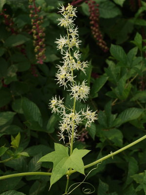 Echinocystis lobata (Wild Cucumber) - Large Cluster