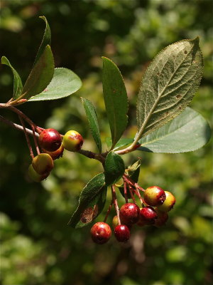 Aronia species (Chokeberry)
