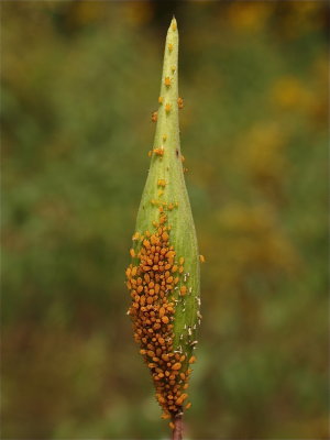Asclepias incarnata (Swamp Milkweed)