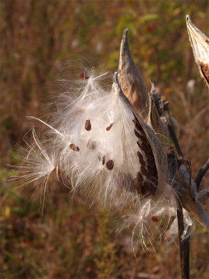 Asclepias syriaca (Common Milkweed) - Open Pod