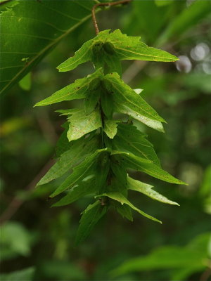 Carpinus caroliniana (Ironwood)