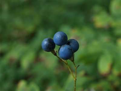 Caulophyllum species (Blue Cohosh)