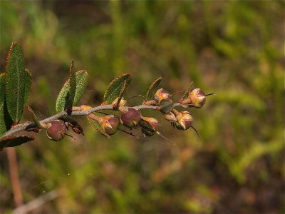 Chamaedaphne calyculata (Leatherleaf)