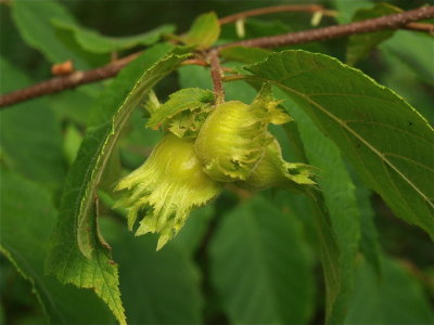 Corylus americana (American Hazelnut)
