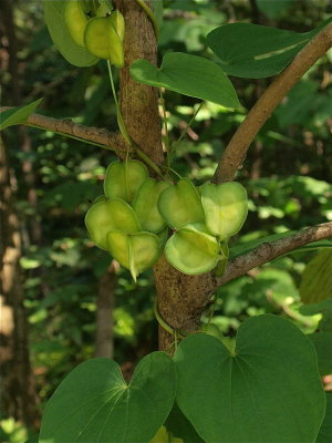 Dioscorea villosa (Wild Yam)