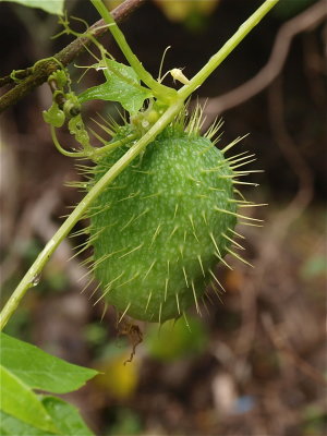 Echinocystis lobata (Wild Cucumber)