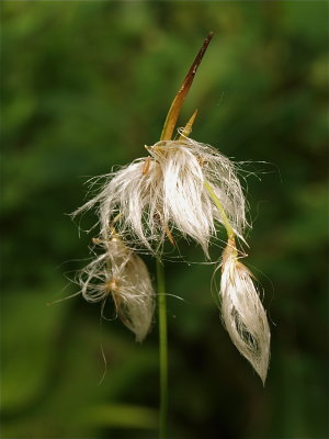 Eriophorum viridicarinatum (Thin-Leaved Cotton-Sedge)