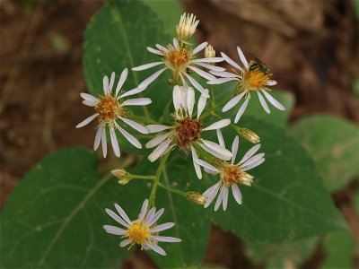 Eurybia macrophylla (Large-Leaved Aster)