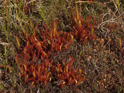 Drosera linearis (Slender-Leaved Sundew)