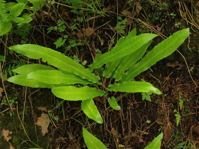 Asplenium scolopendrium (Hart's-Tongue Fern)