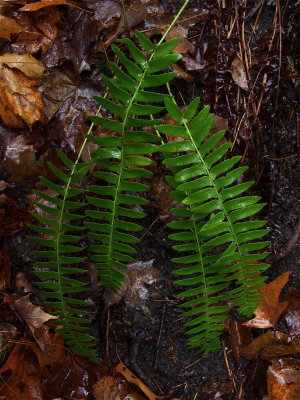 Polystichum acrostichoides (Christmas Fern)