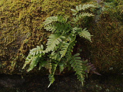 Polypodium virginianum (Common Polypody)