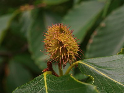 Fagus grandifolia (American Beech)