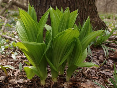 Veratrum viride (False Hellebore)