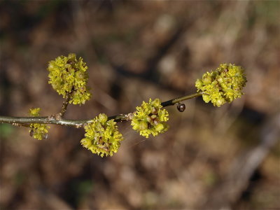 Lindera benzoin (Spicebush)