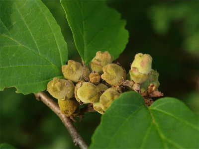 Hamamelis virginiana (Witch-Hazel)